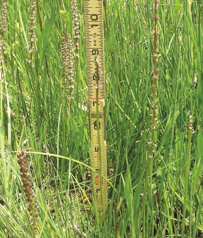 Arrowgrass (Triglochin sp.).