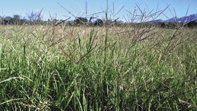 Photo of Bermuda grass