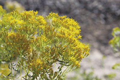 Photo of Rayless goldenrod or Jimmyweed
