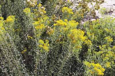 Photo of Rayless goldenrod or Jimmyweed