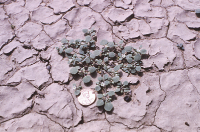 Photo of Inkweed or drymary
