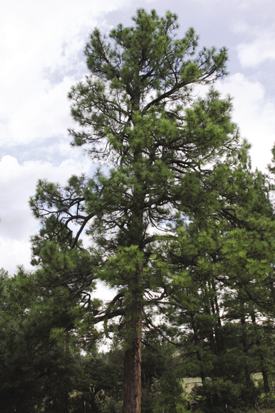 Photo of Ponderosa pine