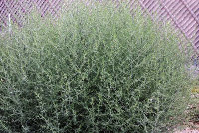 Photo of Russian thistle