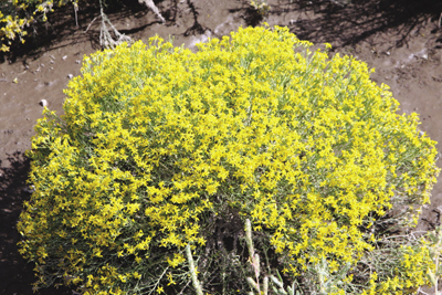 Photo of Broom snakeweed