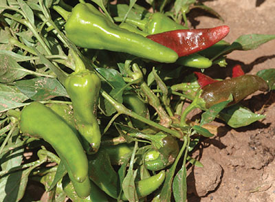 Fig. 1. Photograph of 'Santo Domingo Pueblo' landrace chile pepper plant with fruit in Los Lunas, 2012.