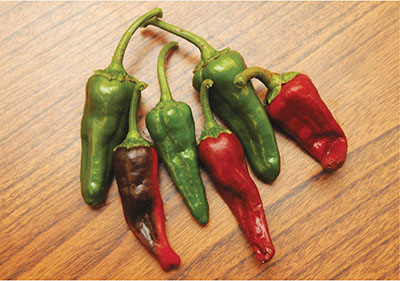Fig. 4. Photograph of Fruit of the 'Velarde' landrace chile pepper.