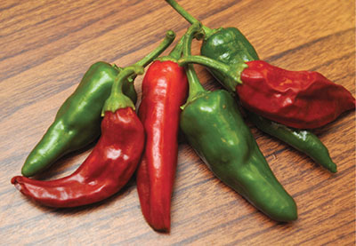 Fig. 5. Photograph of Fruit of the 'Zia Pueblo' landrace chile pepper.