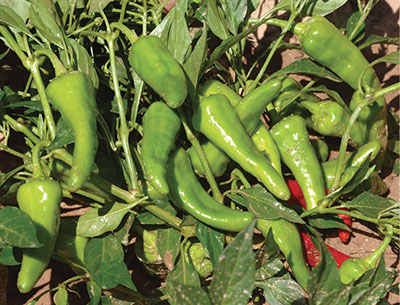 Fig. 6. Photograph of a 'San Felipe Pueblo' landrace chile pepper plant with fruit in Los Lunas, 2012.