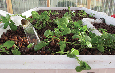 Photograph of a hydroponic grow bed.