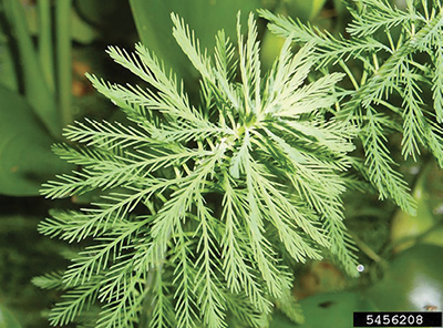 Photograph of parrot feather (Myriophyllum aquaticum).