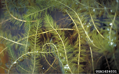 Photograph of Eurasian watermilfoil (Myriophyllum spicatum).