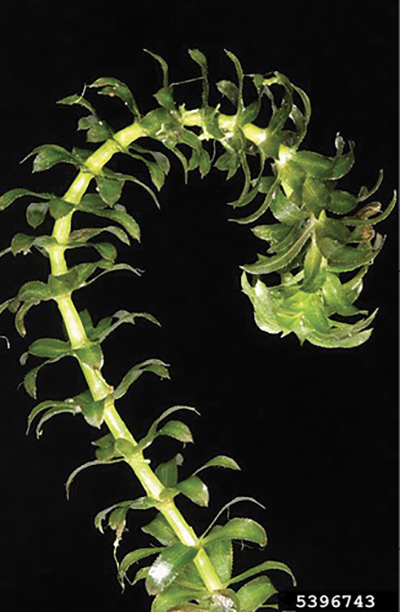 Photograph of hydrilla (Hydrilla verticillata).