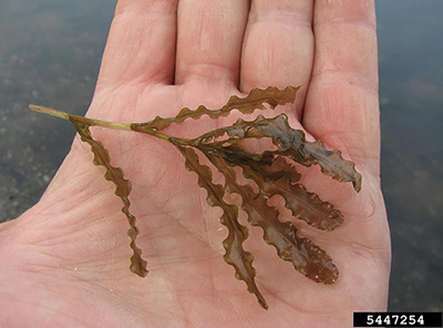 Photograph of curly-leaved pondweed (Potamogeton crispus).