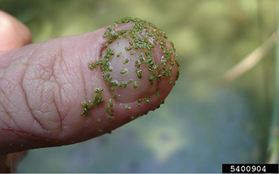 Photograph of watermeal (Wolffia spp.).