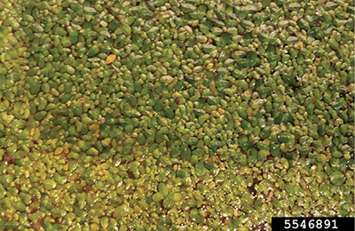 Photograph of common duckweed (Lemna minor).
