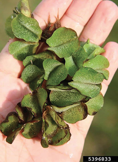 Photograph of giant Salvinia (Salvinia molesta).