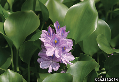 Photograph of water hyacinth (Eichhornia crassipes).
