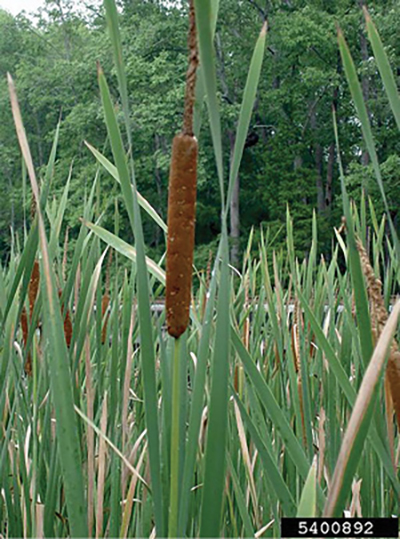 Photograph of cattail (Typha spp.).