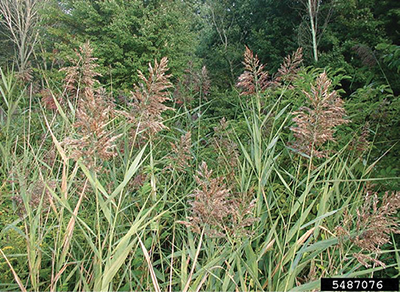 Photograph of common reed (Phragmites australis).