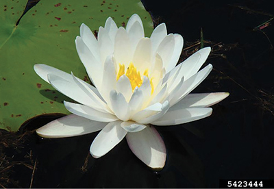 Photograph of fragrant water lily (Nymphaea odorata).
