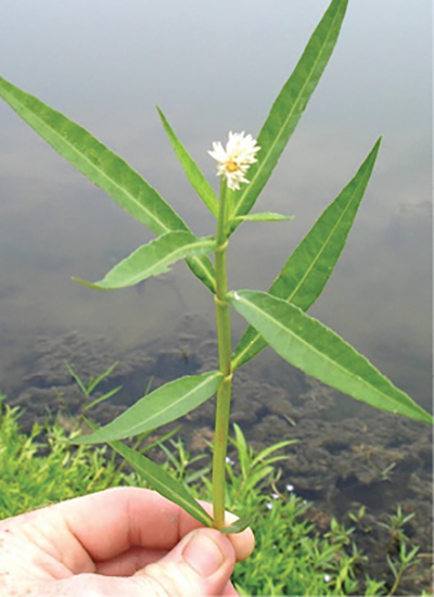 Photograph of alligator weed (Alternanthera philoxeroides).