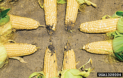 Photograph of corn ears damaged by corn earworm and undamaged, Bt variety ears.