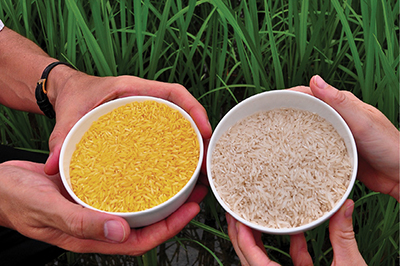 Photograph of conventional and “Golden Rice” varieties.