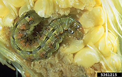 Photograph of corn earworm, one of the pests commonly controlled with Bt varieties of corn.