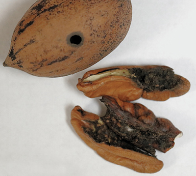 Photograph of pecans damaged by pecan weevil larva feeding.