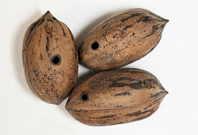 Photograph of pecan weevil larva emergence holes in pecan nut shells.