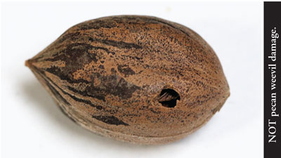 Photograph of damage to a pecan shell caused by a bird beak.