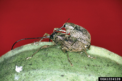 Photograph of pecan weevils mating.