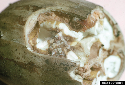 Photograph of pecan weevil eggs inside a nut.