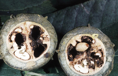 Photograph of pecan larvae feeding damage on pecan nuts.