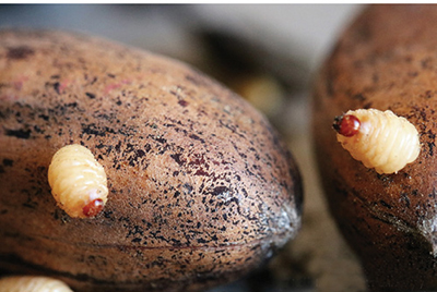 Photograph of pecan weevil larvae emerging from pecan nuts.