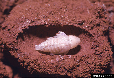 Photograph of a pecan weevil pupa.