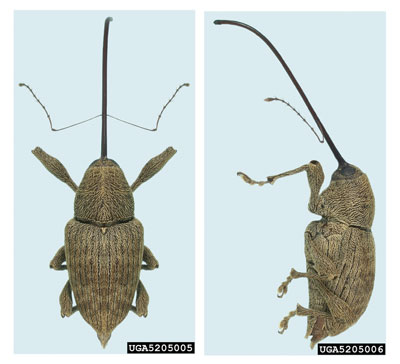 : Photograph of an adult female pecan weevil.
