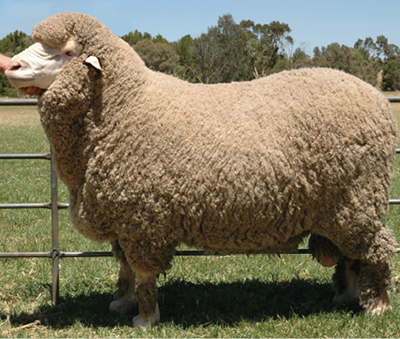 Photograph of a Merino ram.