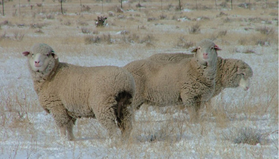 Photograph of Rambouillet sheep on open range.
