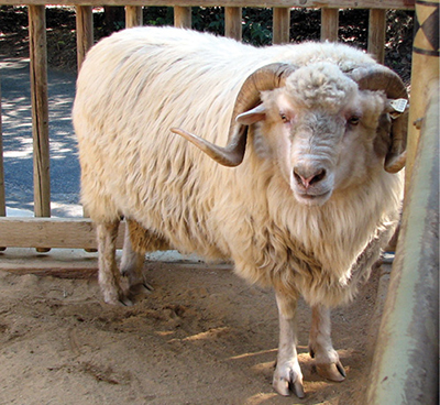 Photograph of a Navajo-Churro ram.