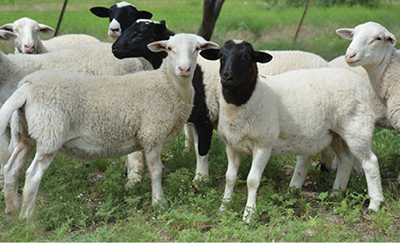 Photograph of Dorper lambs.