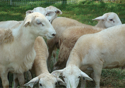 Photograph of Katahdin sheep.