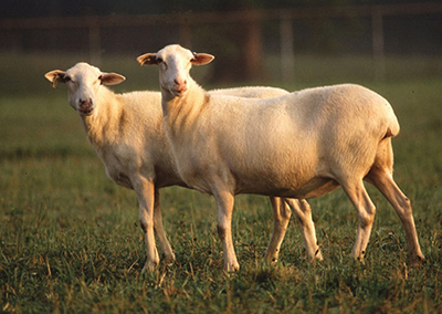 Photograph of St. Croix sheep.