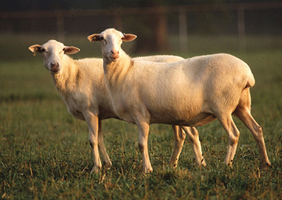 Lincoln Sheep  Oklahoma State University