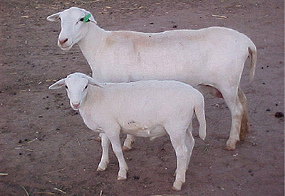 Photograph of Royal White sheep.