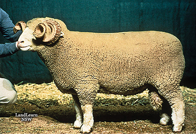 Photograph of a Dorset ram.