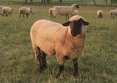 Photograph of Hampshire sheep in pasture.