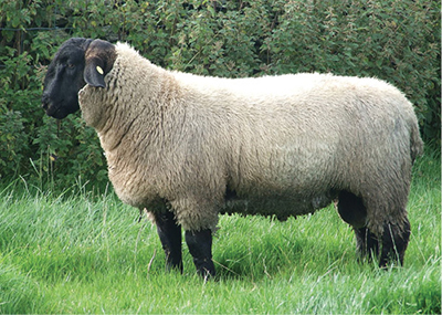 Photograph of a Suffolk ram.