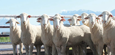 Photograph of Columbia sheep.