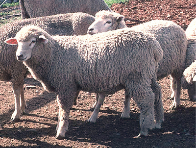 Photograph of Corriedale sheep.